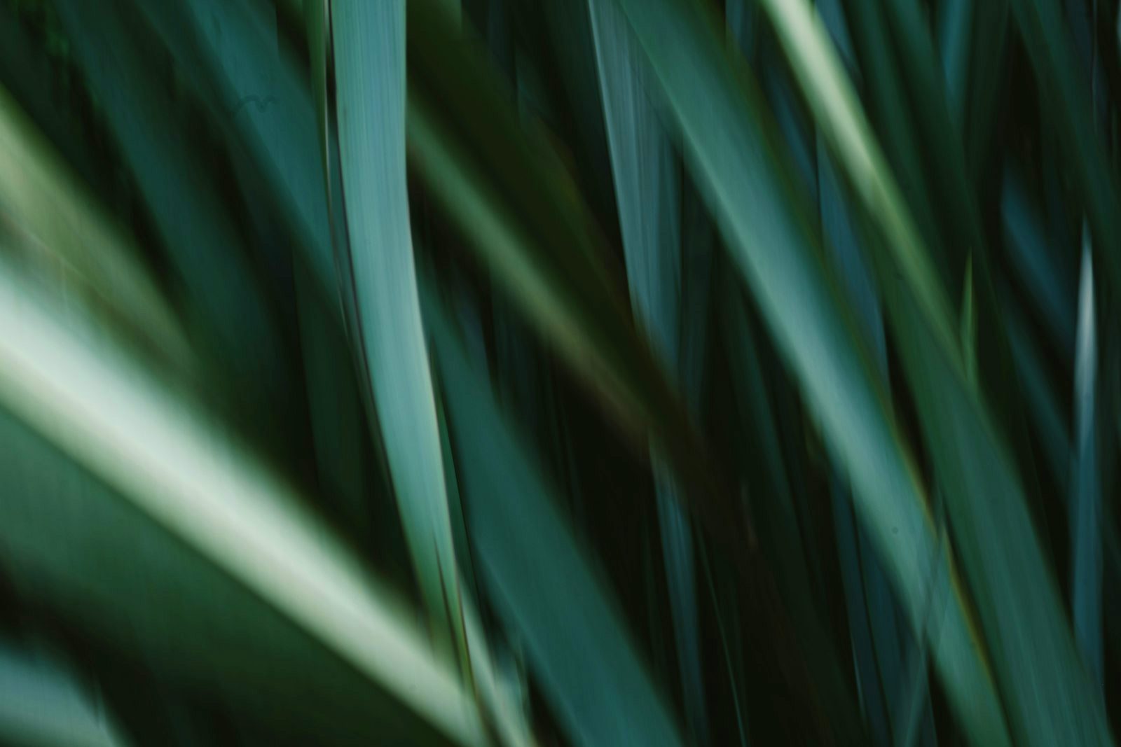 A soft close-up of green leaves in natural light